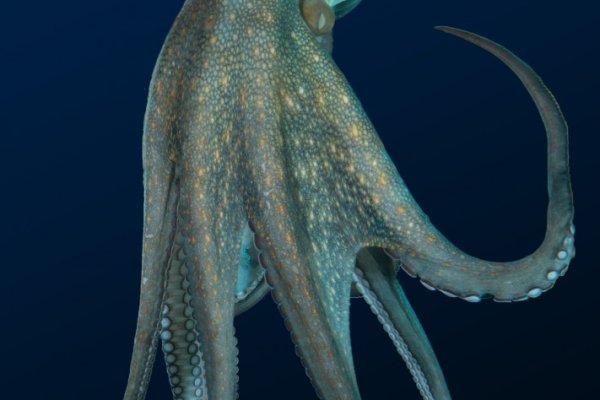 Кракен вход ссылка kraken torion net